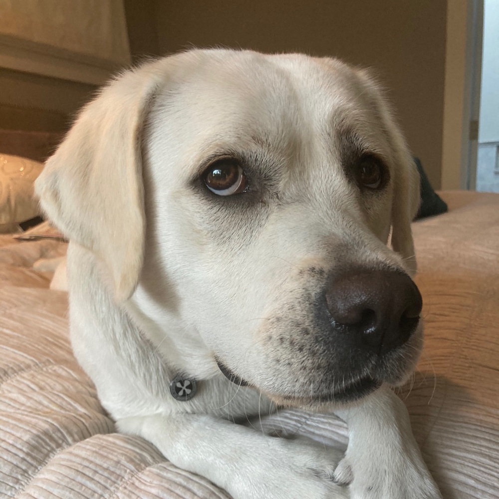 Meet your Posher, Anna